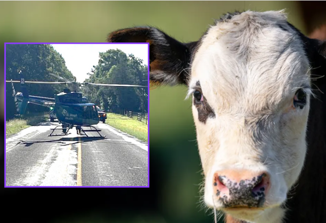 ‘Unhappy cow’ sends Texas rancher flying to hospital in airlift rescue after unexpected attack